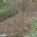 水杉8~10cm4~6cm3.5~4米