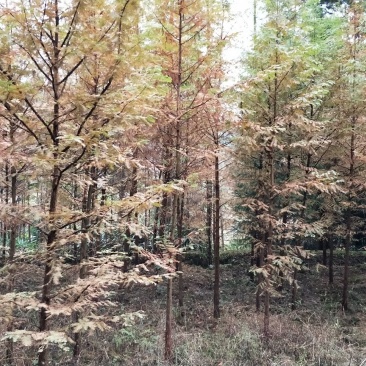水杉8~10cm4~6cm3.5~4米