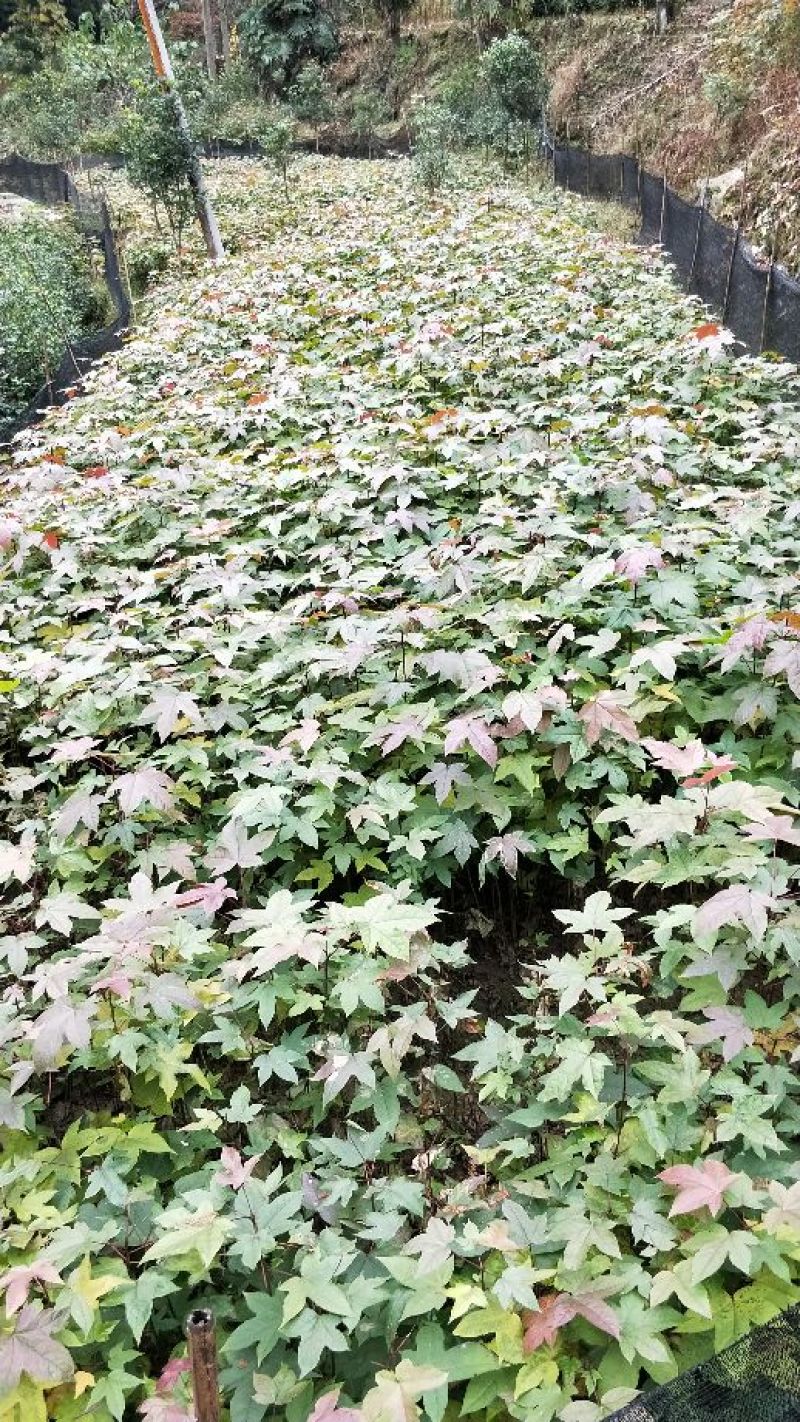 桂花苗30~50cm