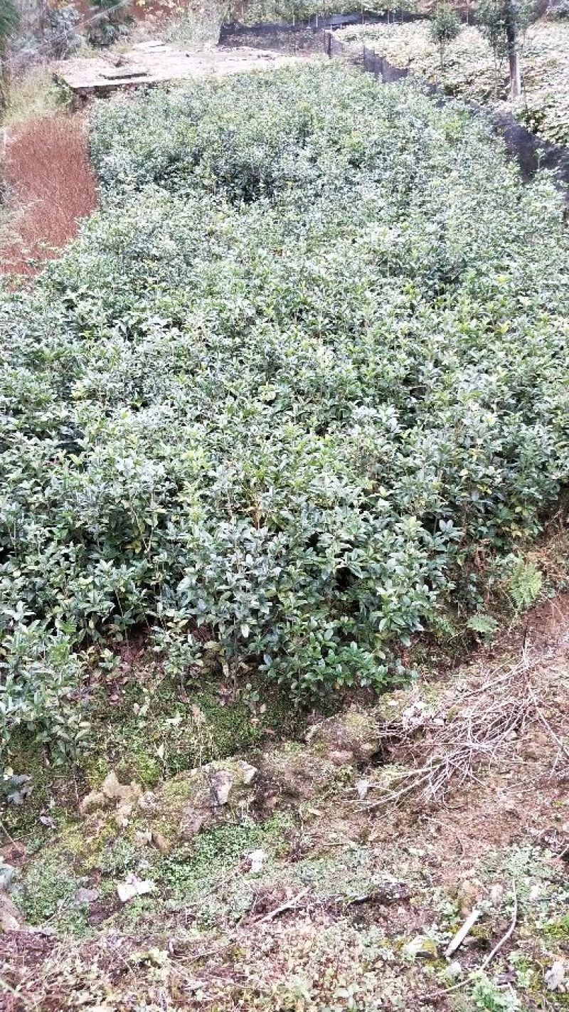 桂花苗30~50cm