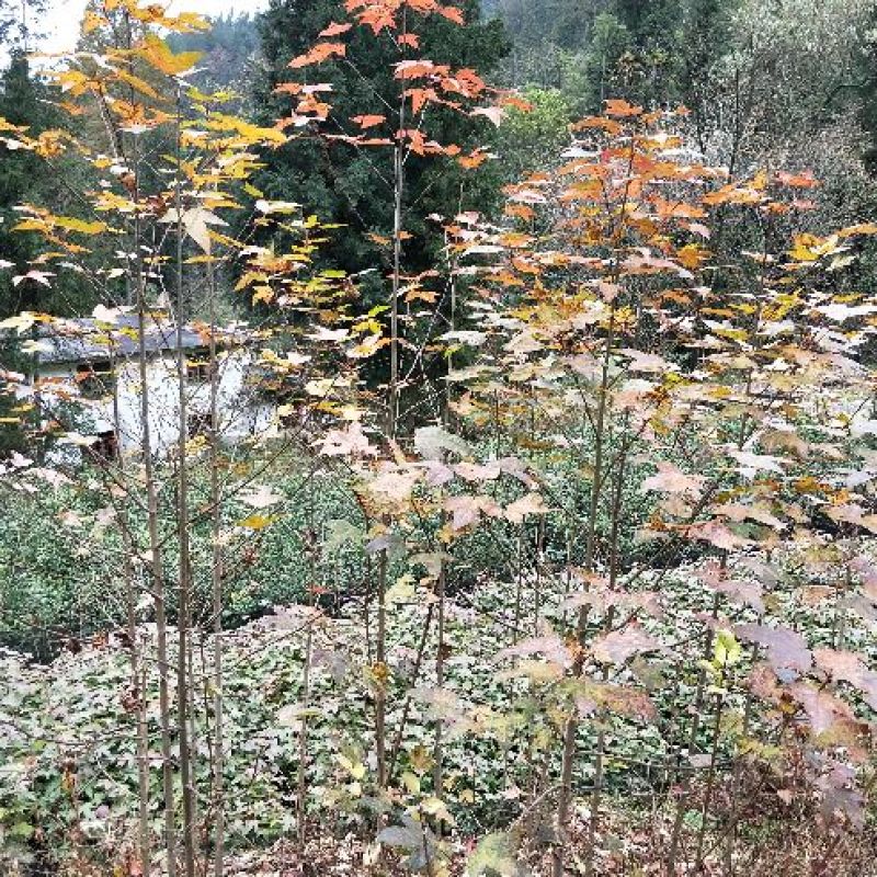 桂花苗30~50cm