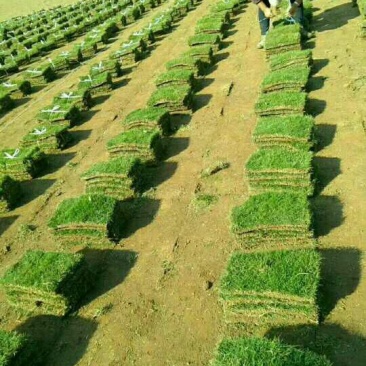 百慕大草坪，基地直销价供应