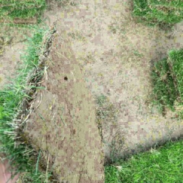 马尼拉草坪，基地直销价供应