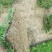 马尼拉草坪，基地直销价供应