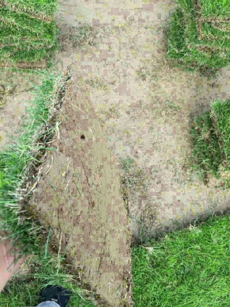 马尼拉草坪，基地直销价供应