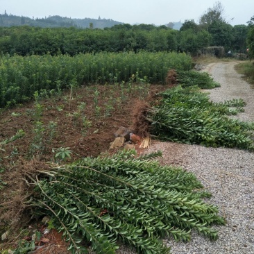 杨梅树苗0.5~150~100cm