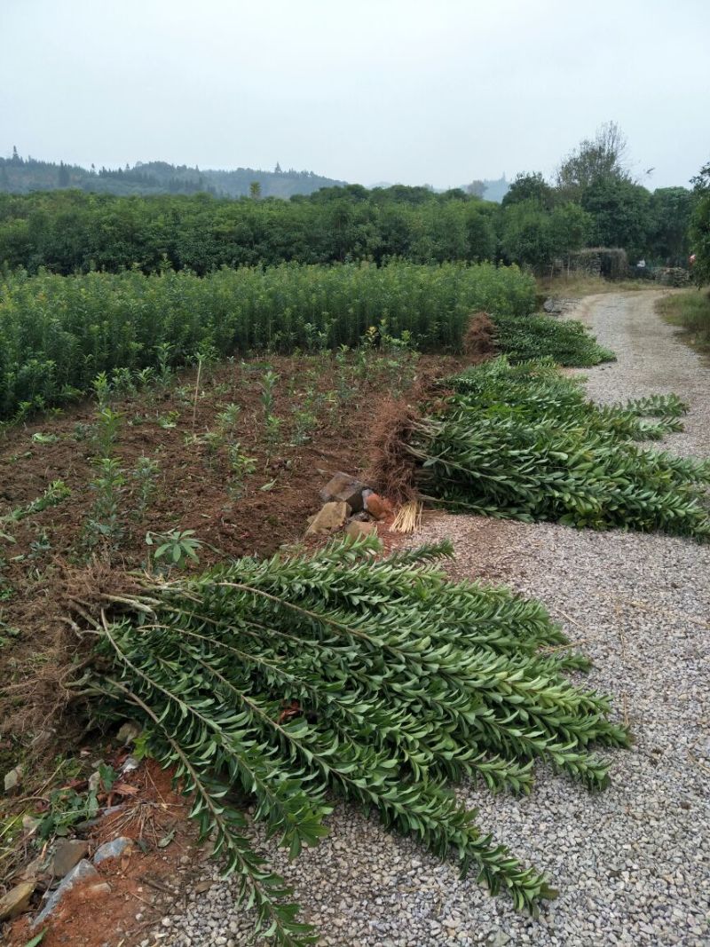 杨梅树苗0.5~150~100cm
