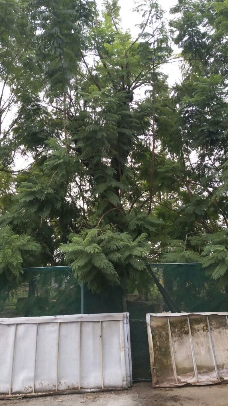 蓝花楹5~8m