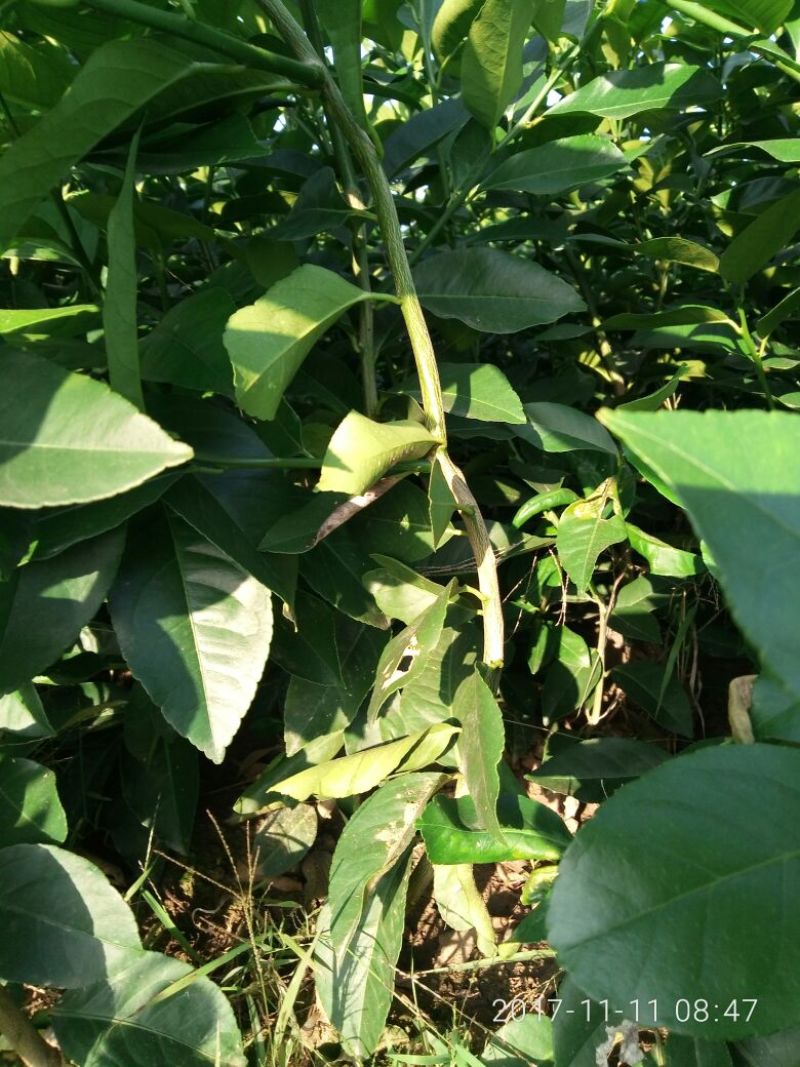 四川柠檬苗，诚信经营品质保证