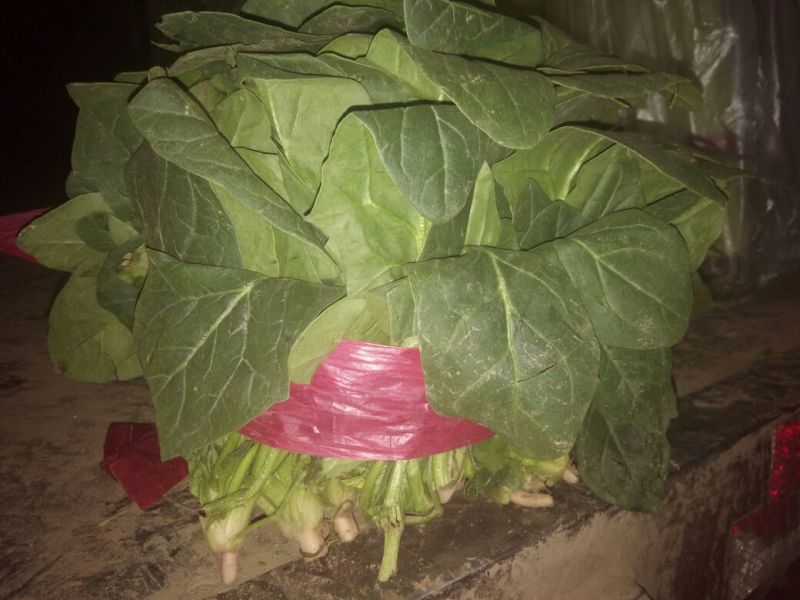 菠菜20~25厘米