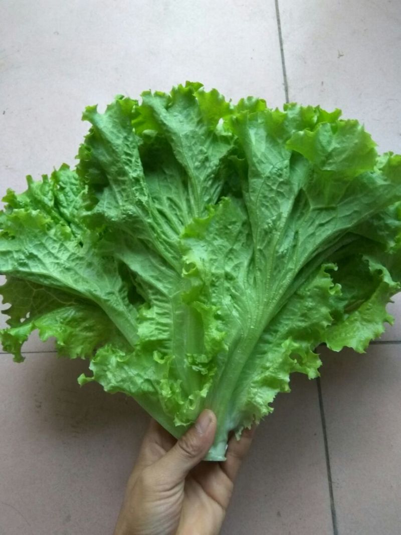 散叶生菜大量上市，产地直销直供电商平台，超市，可全国发货