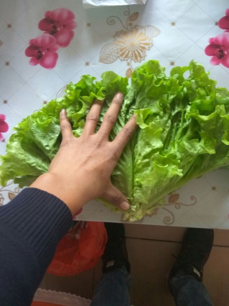 散叶生菜大量上市，产地直销直供电商平台，超市，可全国发货