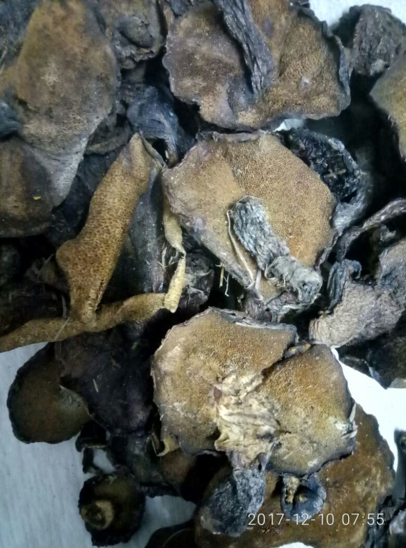 松蘑一级
