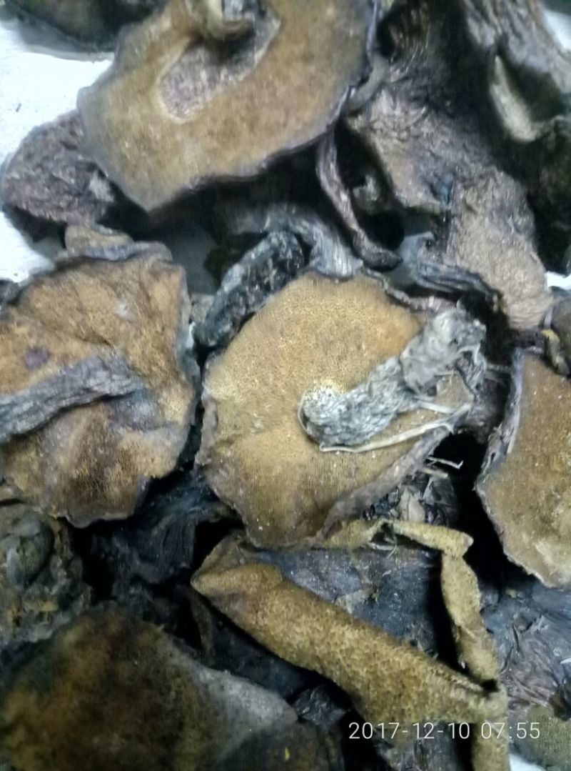 松蘑一级