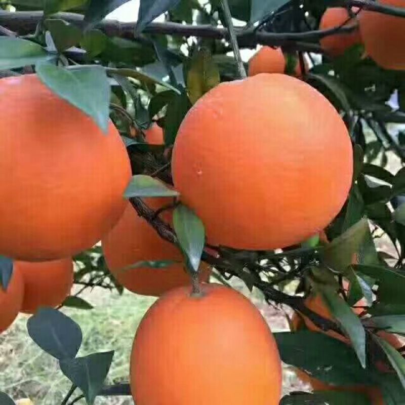 65以上