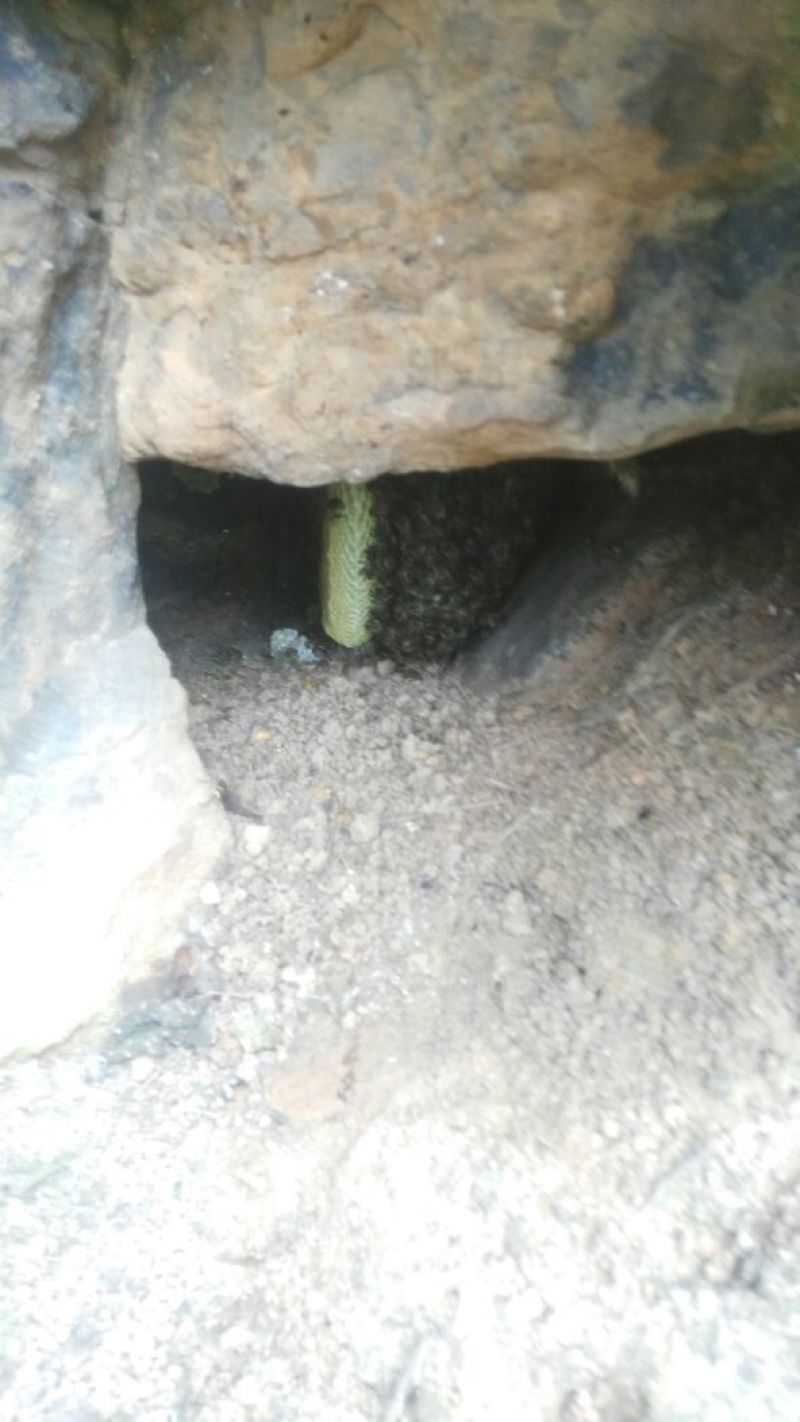 土蜂蜜正宗土蜂蜜