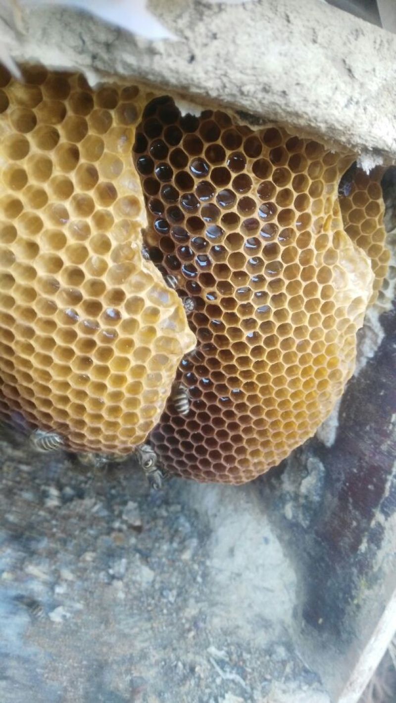 土蜂蜜正宗土蜂蜜