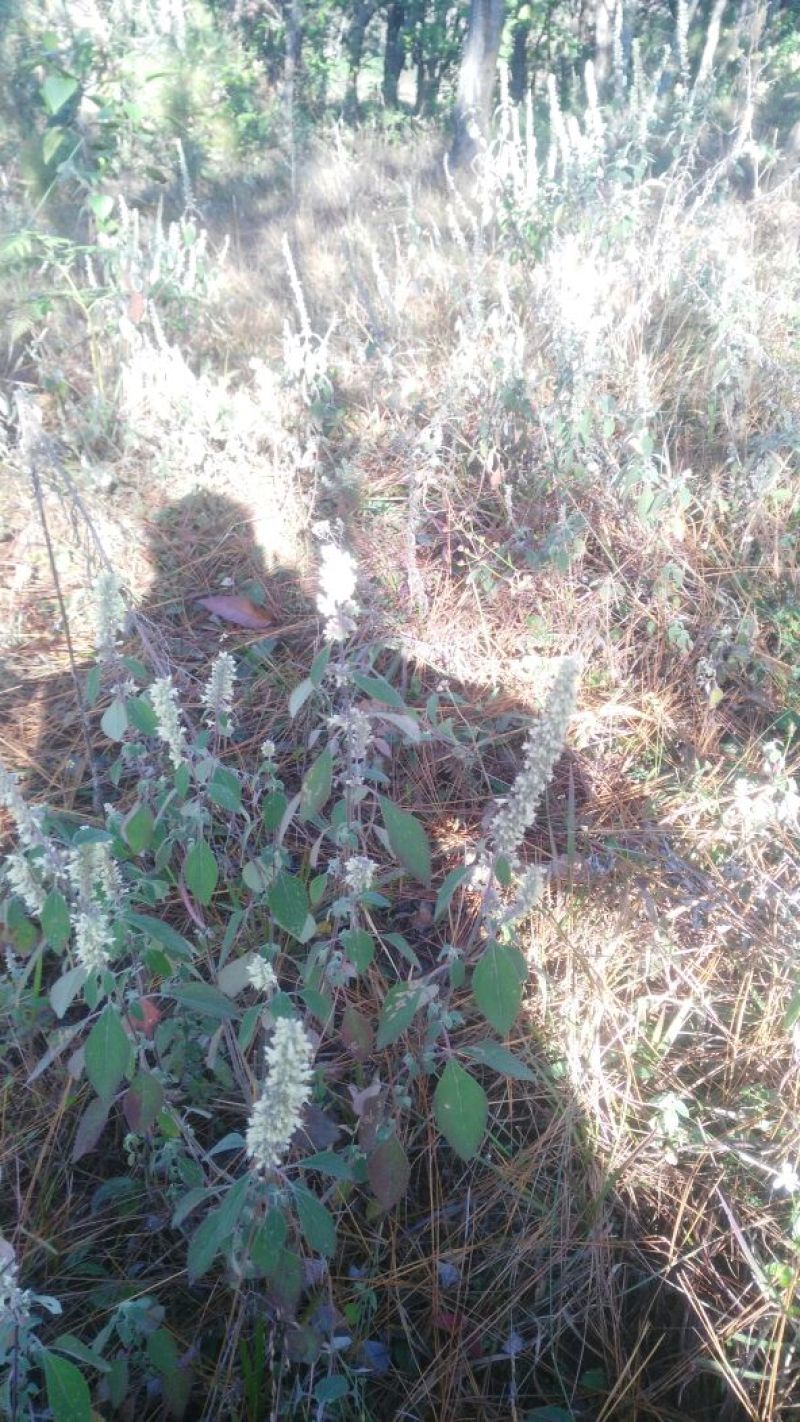 土蜂蜜正宗土蜂蜜