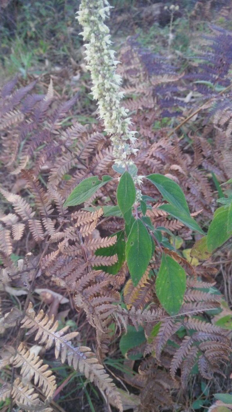 土蜂蜜正宗土蜂蜜