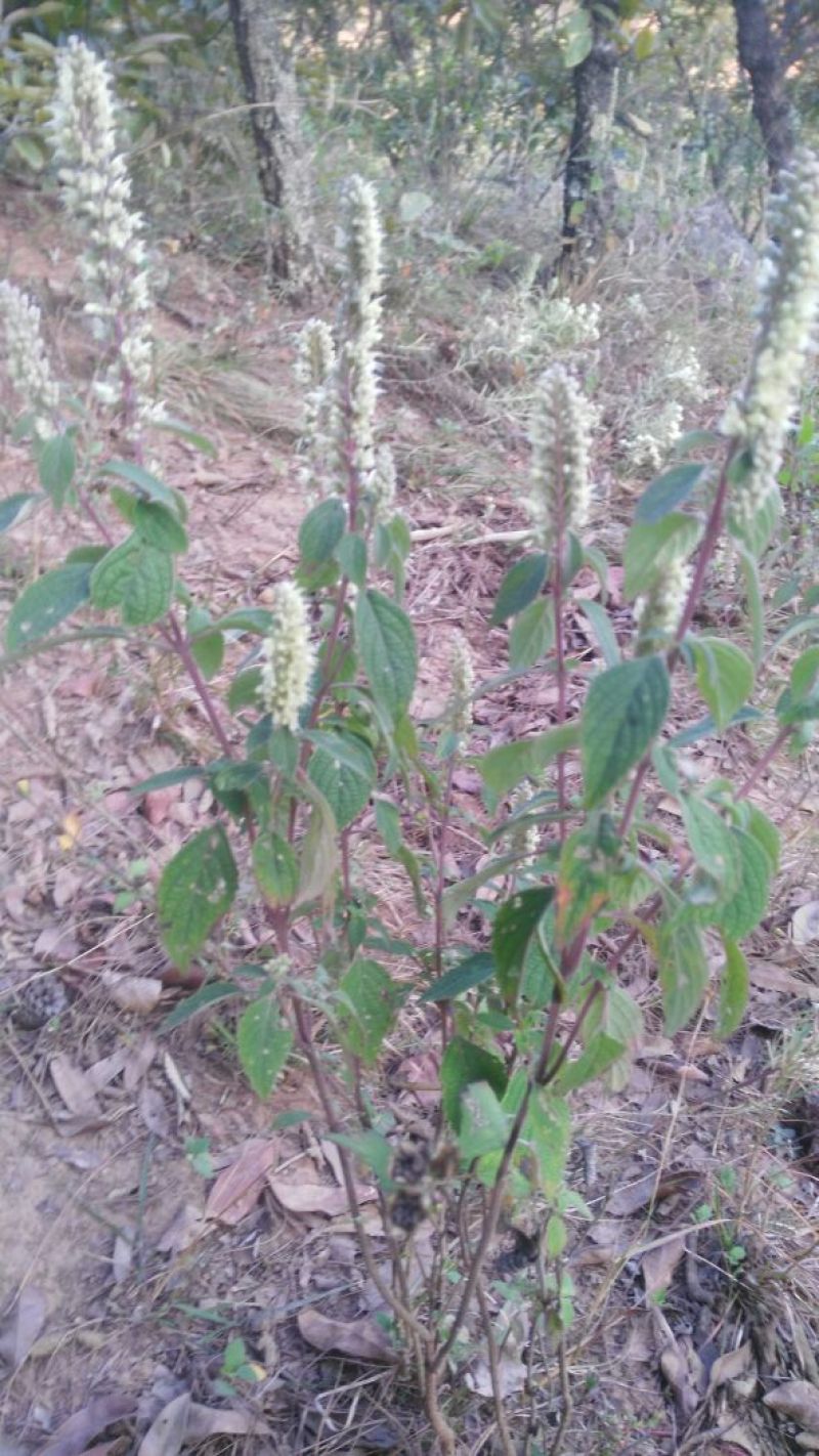 土蜂蜜正宗土蜂蜜