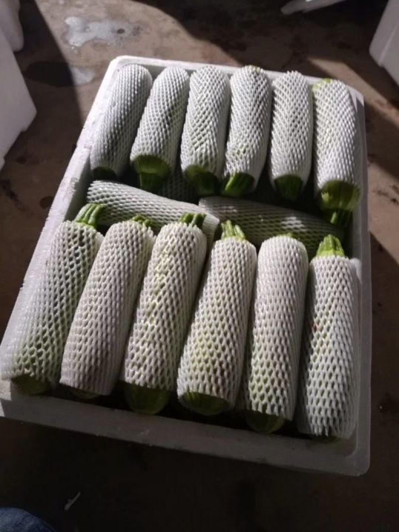 刚刚下来的露天西葫芦，绿皮西葫芦，8两以下精品果