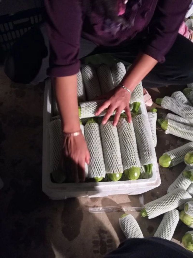 刚刚下来的露天西葫芦，绿皮西葫芦，8两以下精品果