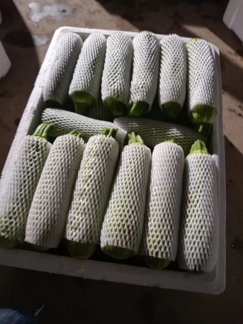 刚刚下来的露天西葫芦，绿皮西葫芦，8两以下精品果