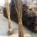 柿子树苗100~150cm