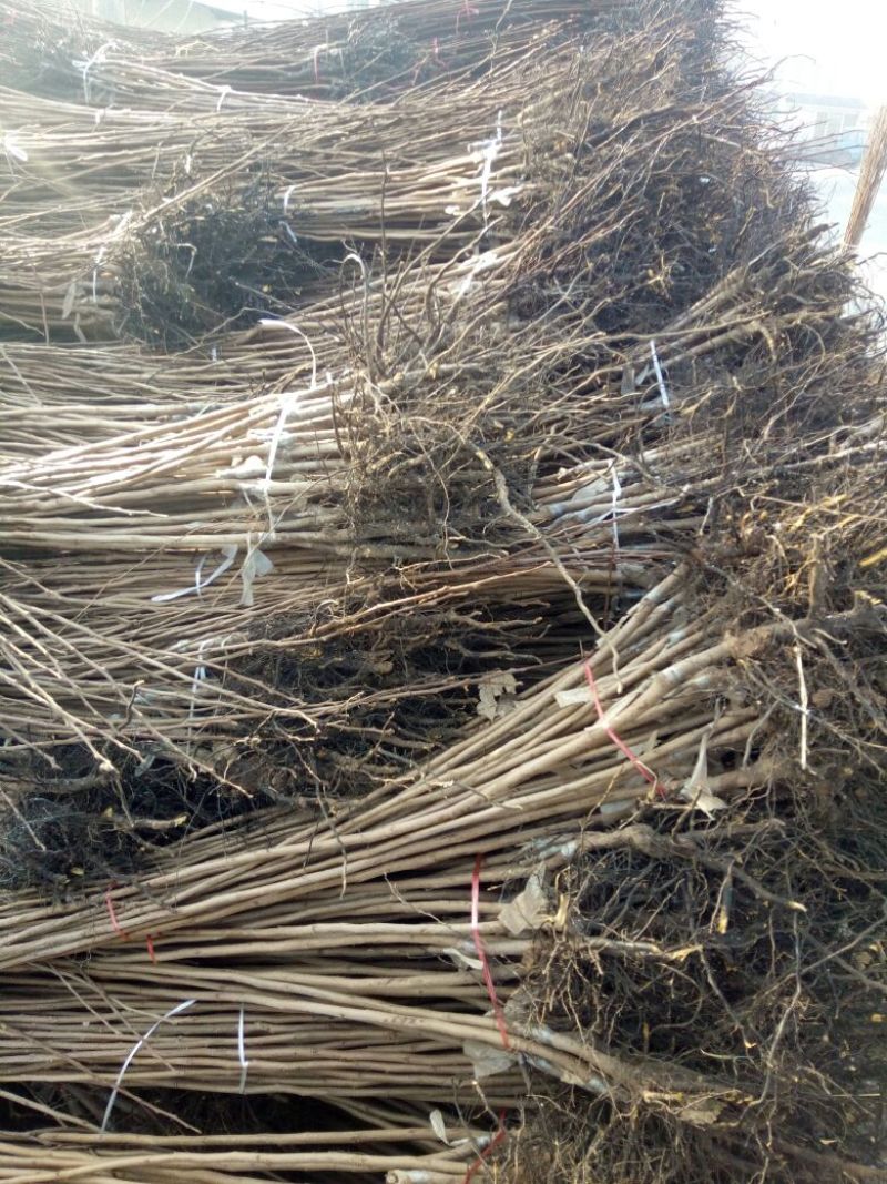 柿子树苗100~150cm
