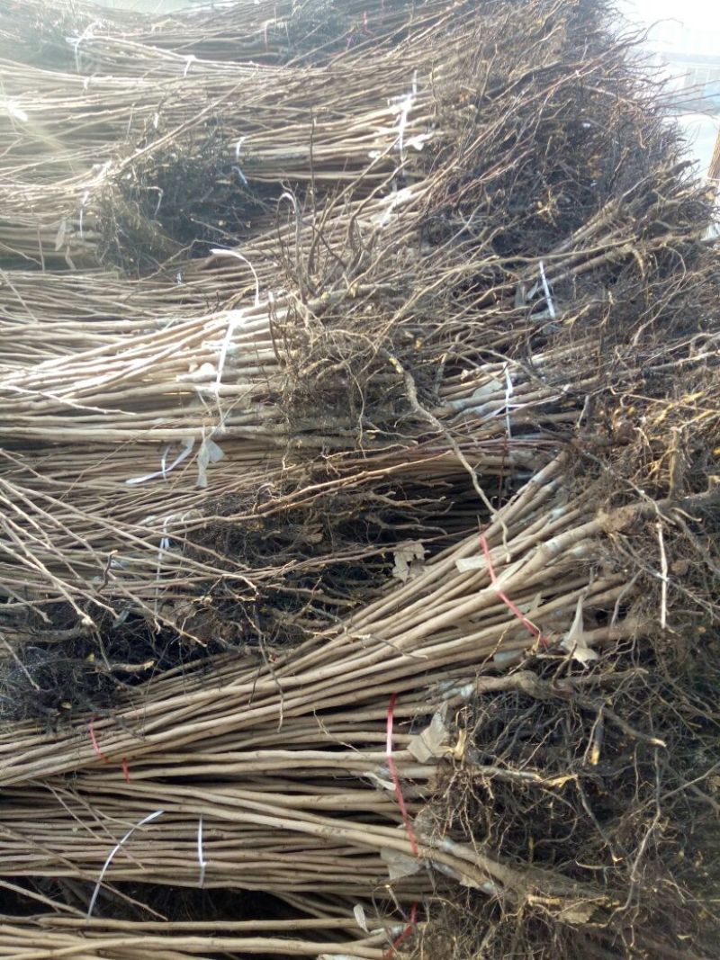 柿子树苗100~150cm