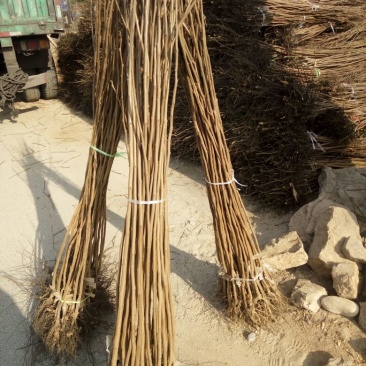 柿子树苗100~150cm