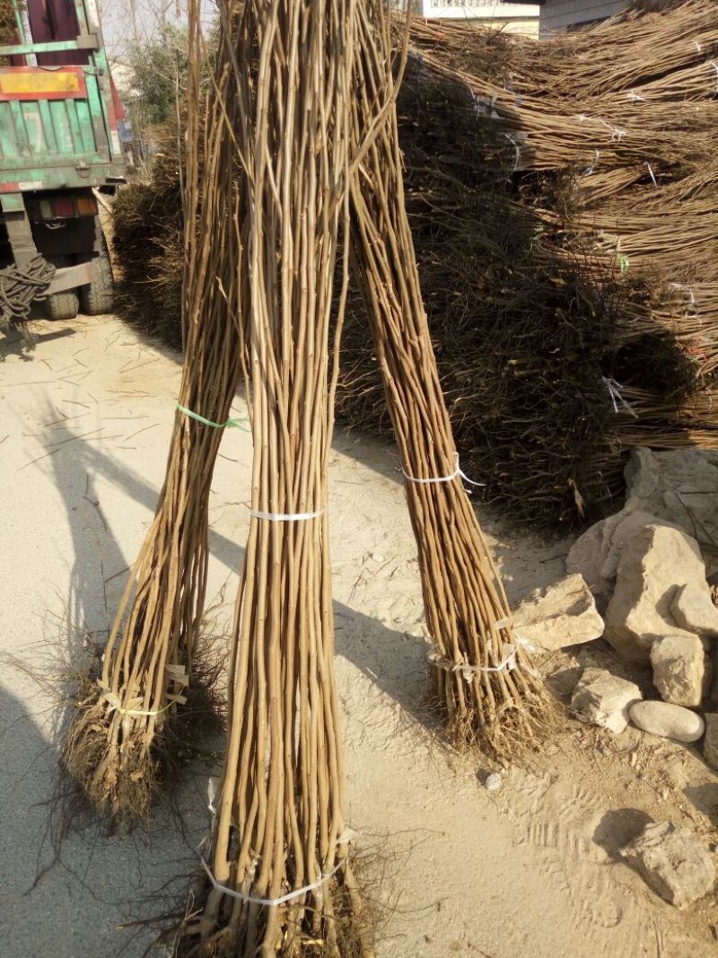 柿子树苗100~150cm