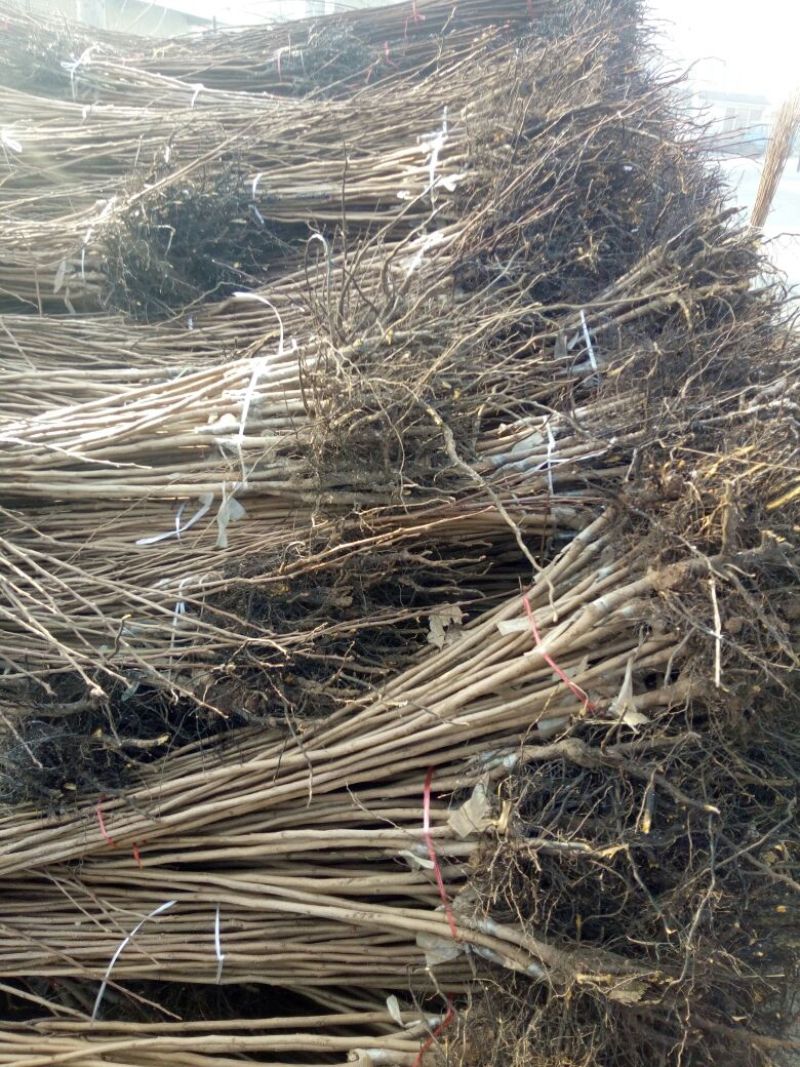 柿子树苗100~150cm