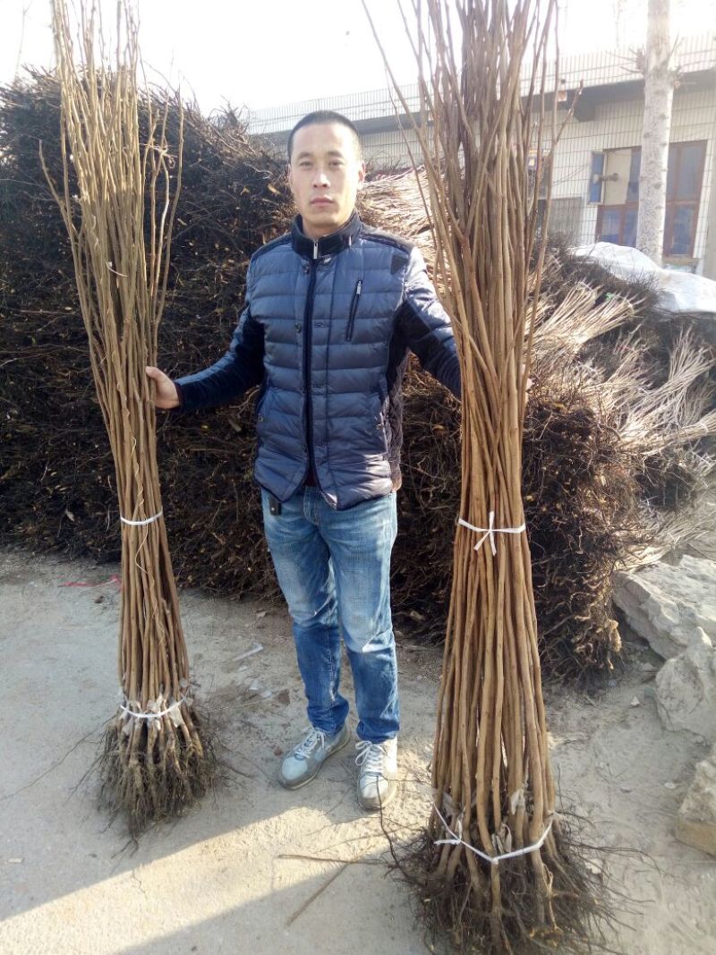 柿子树苗100~150cm