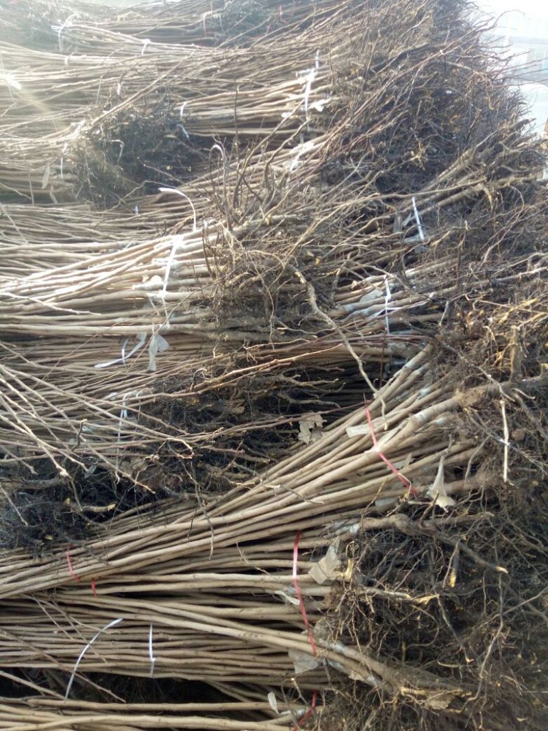 柿子树苗100~150cm