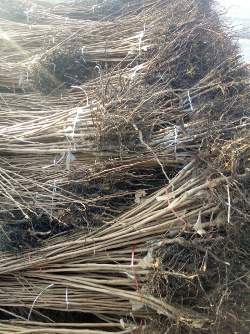 柿子树苗100~150cm