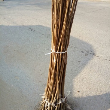 阳丰甜柿子树苗100~150cm