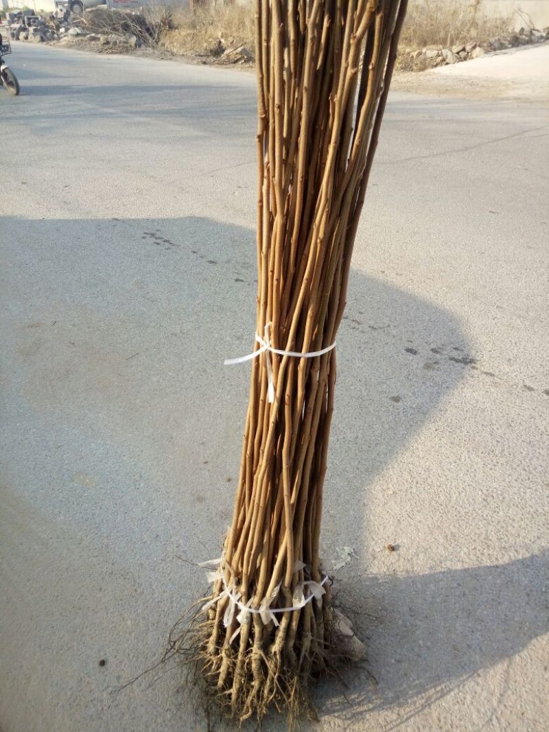 阳丰甜柿子树苗100~150cm