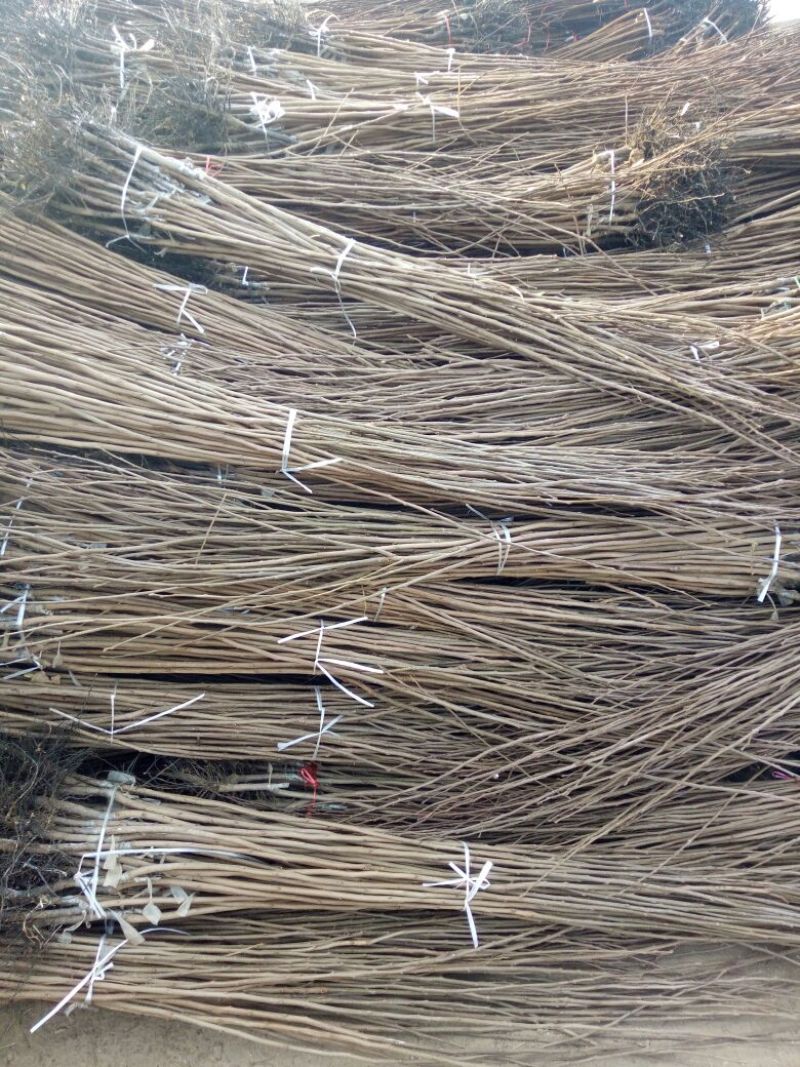 阳丰甜柿子树苗100~150cm