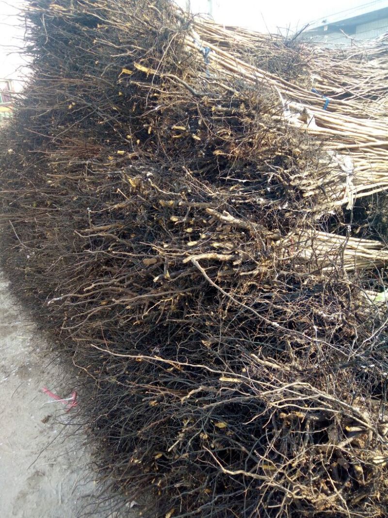 阳丰甜柿子树苗100~150cm