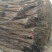 阳丰甜柿子树苗100~150cm
