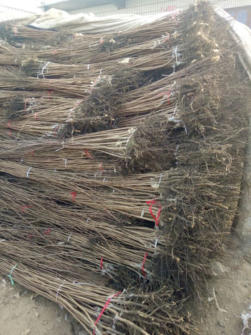 阳丰甜柿子树苗100~150cm