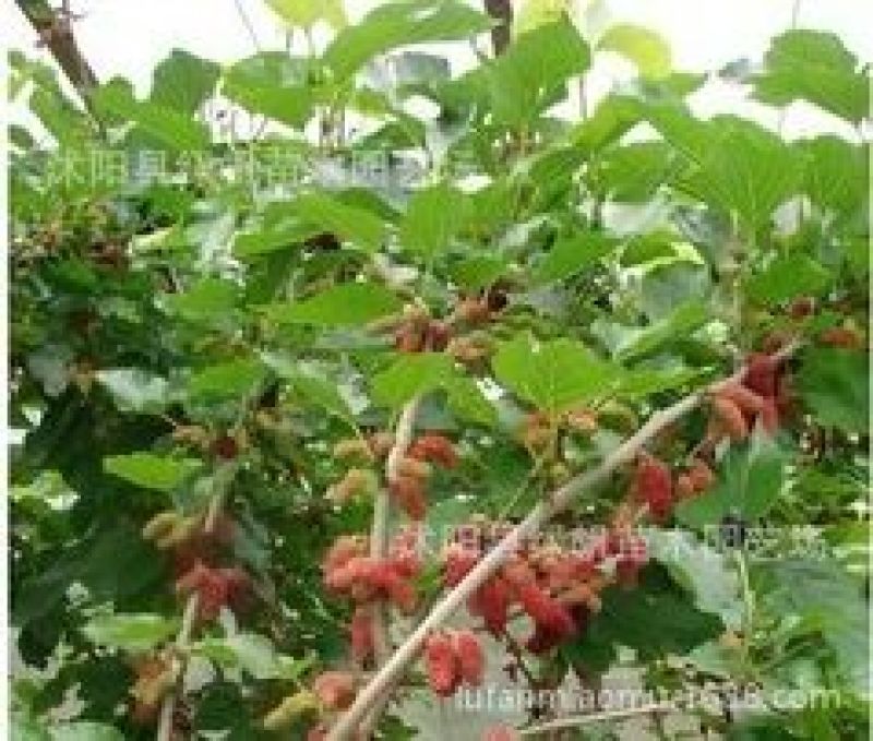 瑞涛苗木有限。桑椹树苗台湾长果桑。黑珍珠大果桑