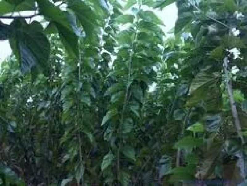 瑞涛苗木有限。桑椹树苗台湾长果桑。黑珍珠大果桑