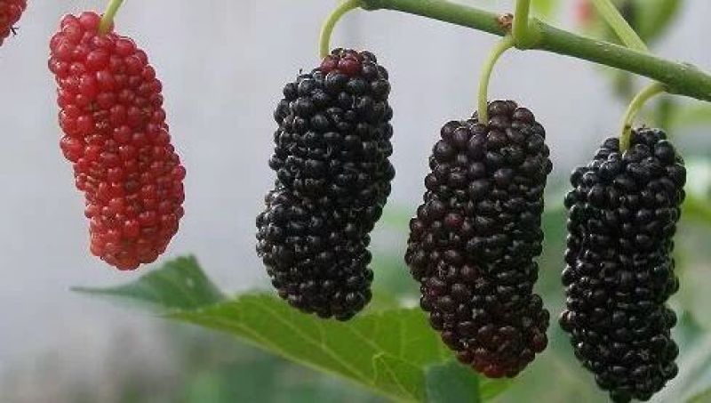 瑞涛苗木有限。桑椹树苗台湾长果桑。黑珍珠大果桑