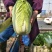 大白菜4~6斤净菜