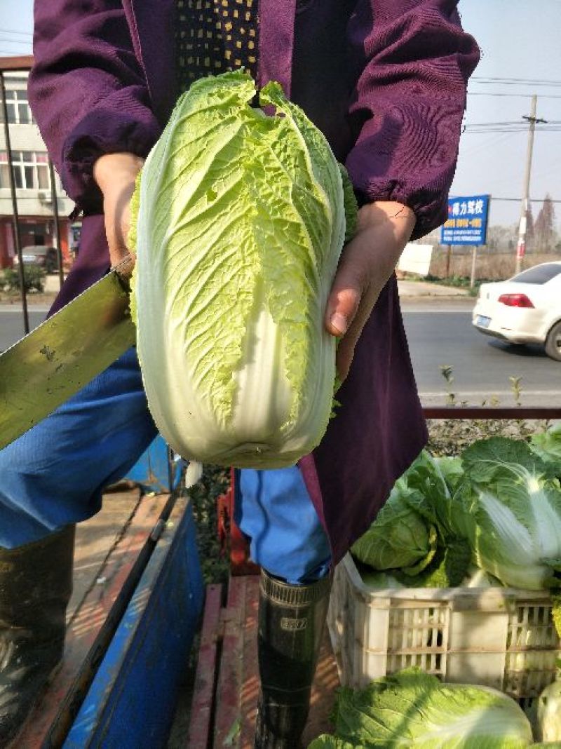 大白菜4~6斤净菜
