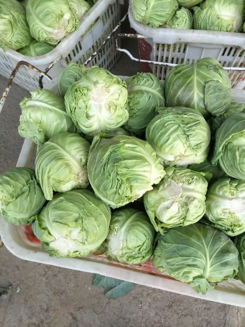 大白菜4~6斤净菜