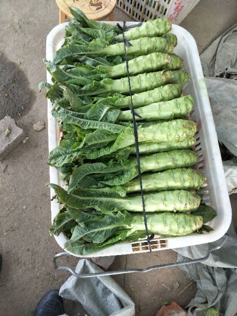 大白菜4~6斤净菜