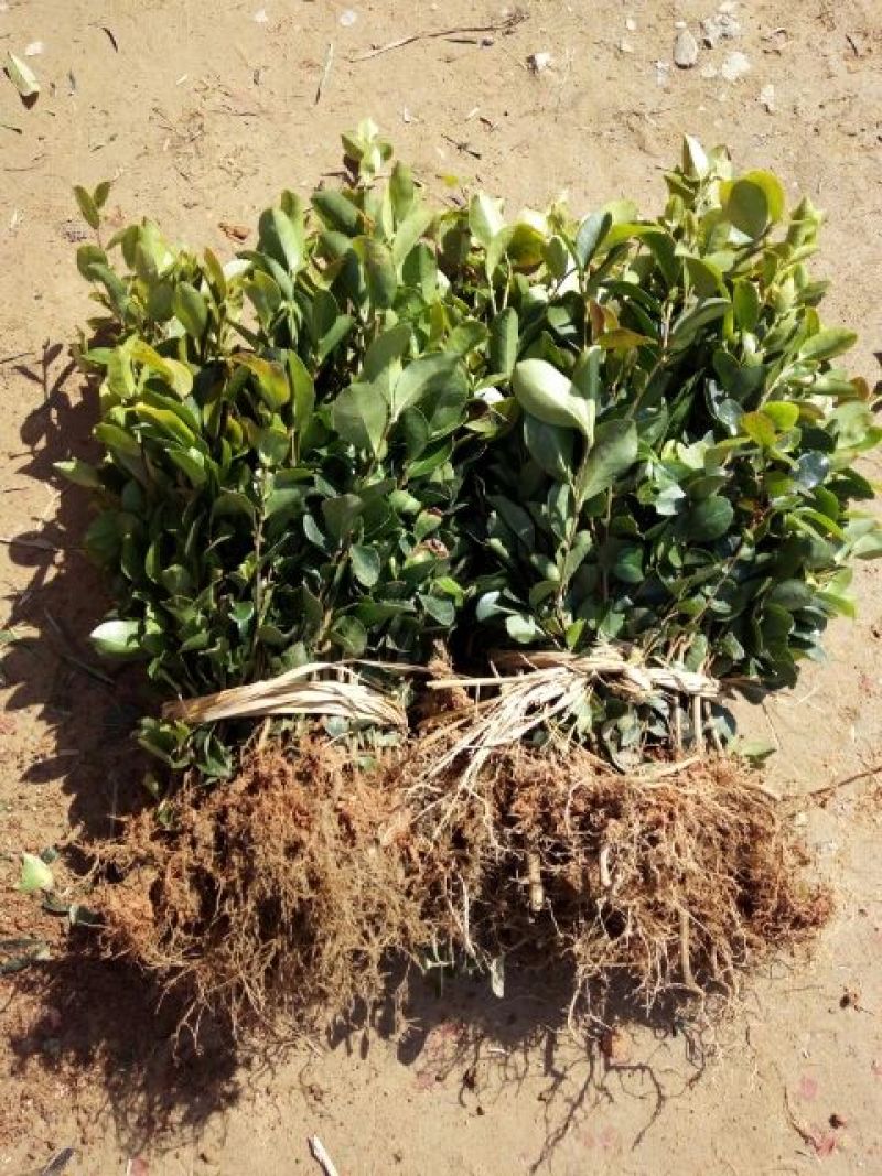 茶树苗/珍珠茶小果油茶，出油率高质量好。价格优惠